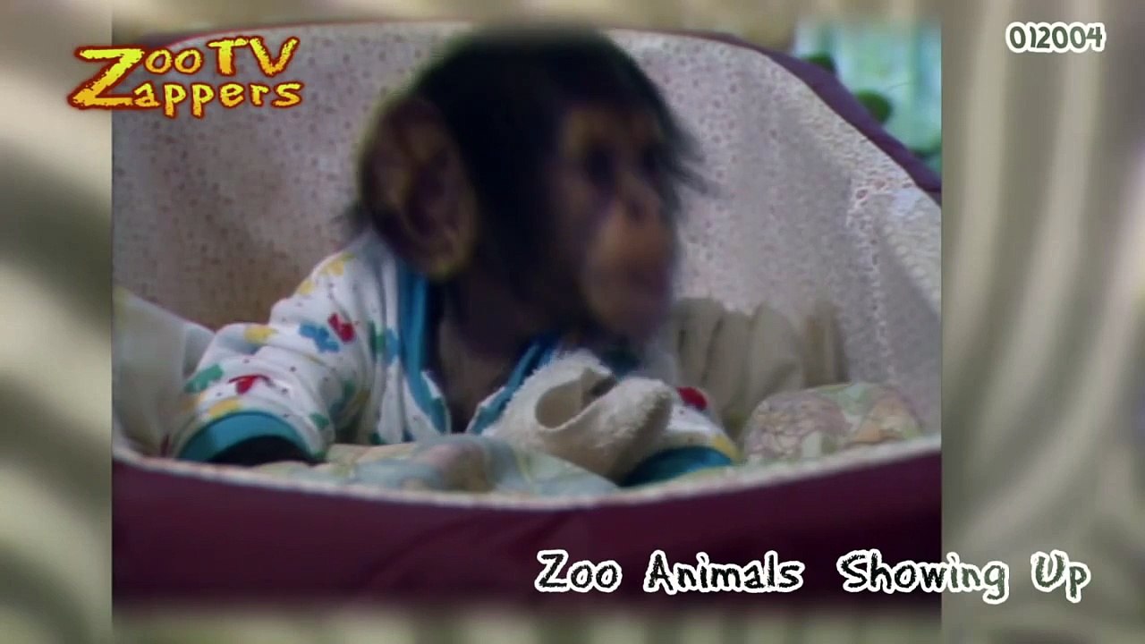 Look at my chimp baby!