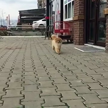 Boo Dog Pomeranian satilik 05333974577