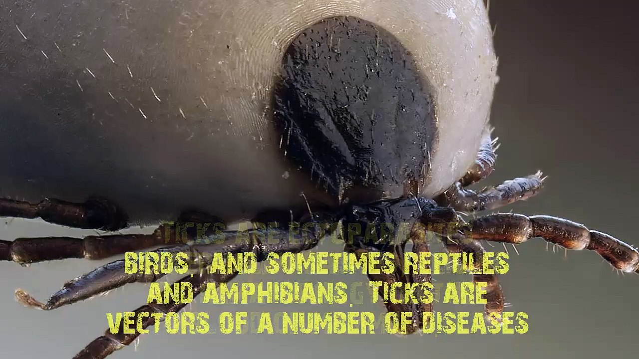 Dog Infected By Ticks!  (1)