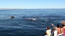 Killer Whales Attacking Humpbacks off Exmouth, Western Australia