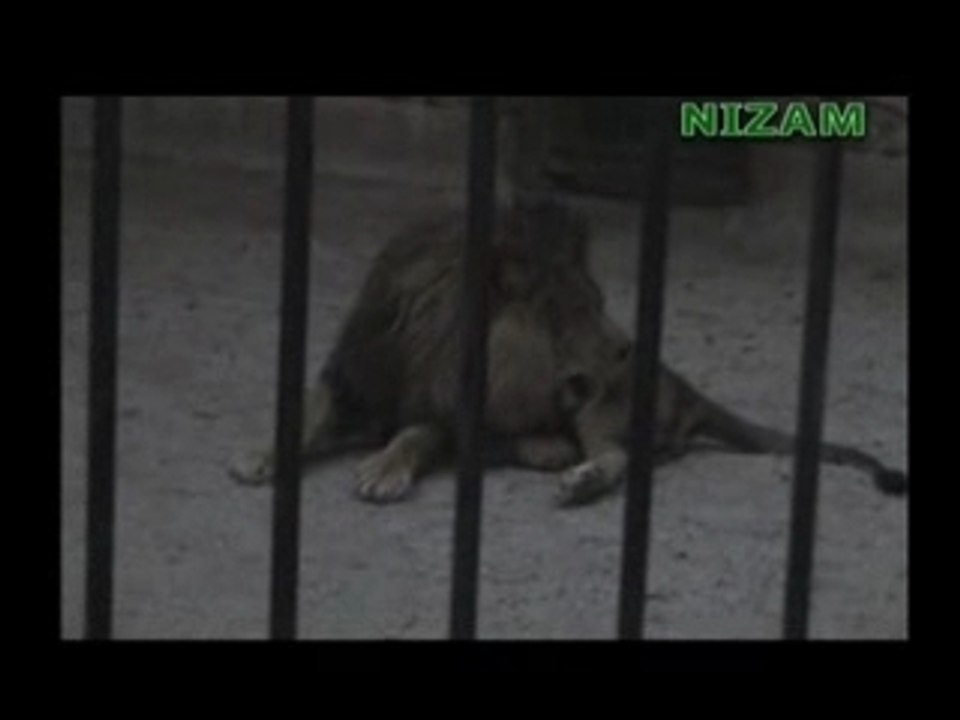 Lion cri Allah