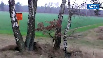 Wolfsrudel im Kreis Uelzen