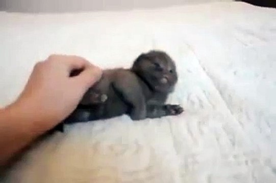 Bébé chat trop mignon adore les calins!