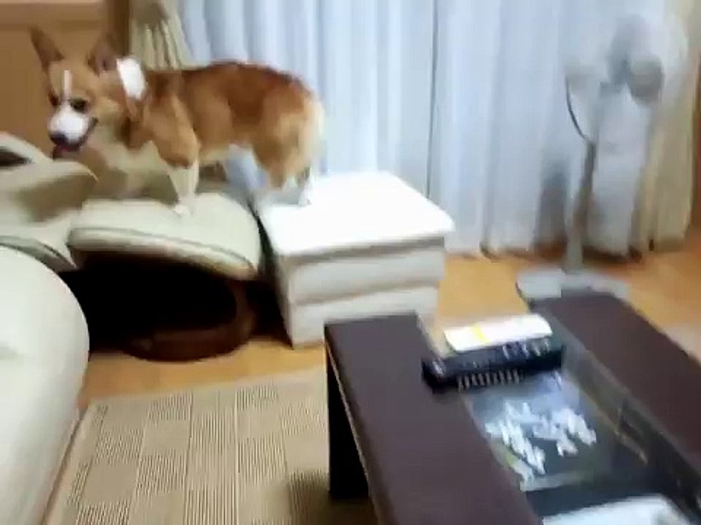 ⁣【犬銃】銃弾を吐きだす犬【マズルフラッシュ】