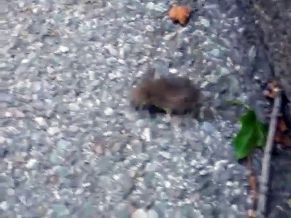 Mouse running in circles.