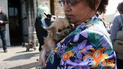Cérémonie funéraire du chien Miss Chiwa en Belgique