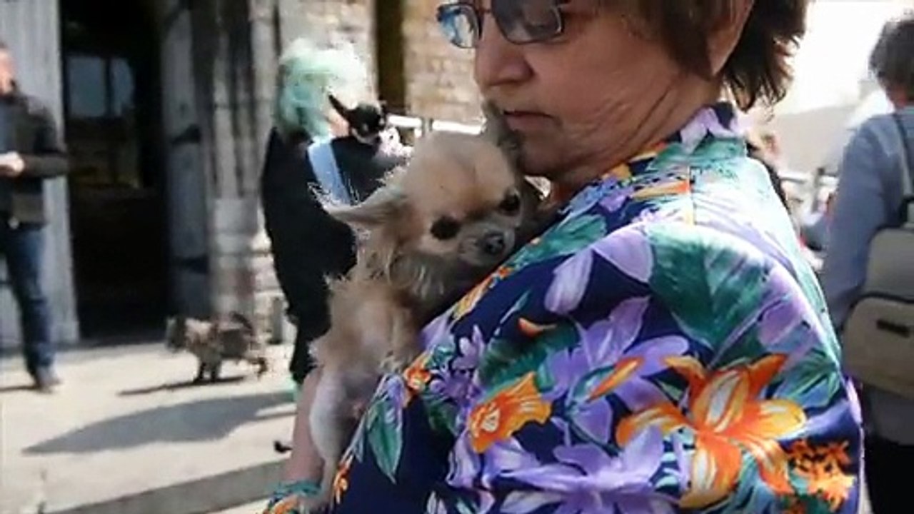 Cérémonie funéraire du chien Miss Chiwa en Belgique