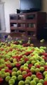 Un chien couvert de balles de tennis pour son anniversaire!