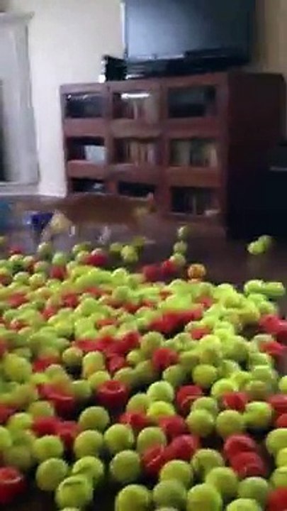 Un chien couvert de balles de tennis pour son anniversaire!