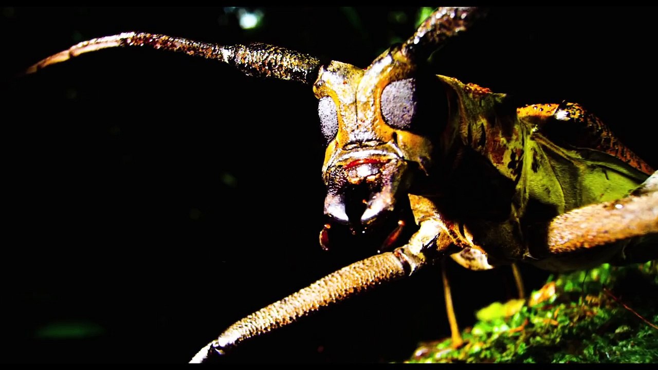 AFRIKA – DAS MAGISCHE KÖNIGREICH - Offizieller Trailer