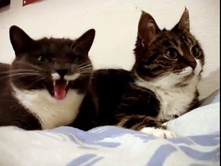 Simply  2 Cats having a Chat