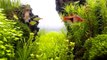 How To prevent and control algae-Aquascape-Aquascaping