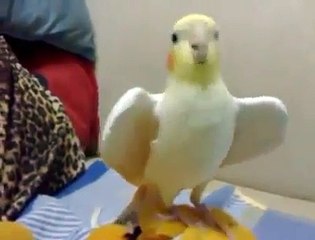 Parrot Singing