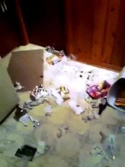 Who broke into the trash and made the mess?