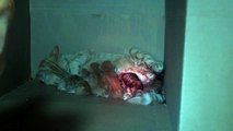 Cat gives birth to kitten # 7 and eats the placenta