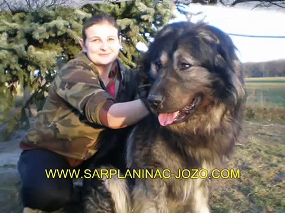 BIG DOGS from JOZO -Tel +491743552582  / Tel +385989920061 / www.SARPLANINAC-JOZO.com