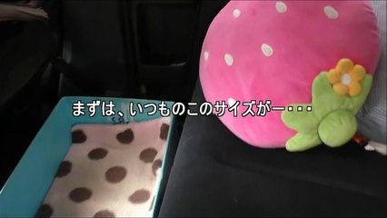 El perro que adora meterse en cajas