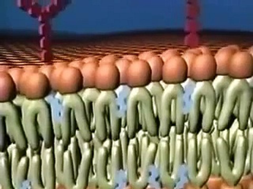 Fluid Mosaic Model