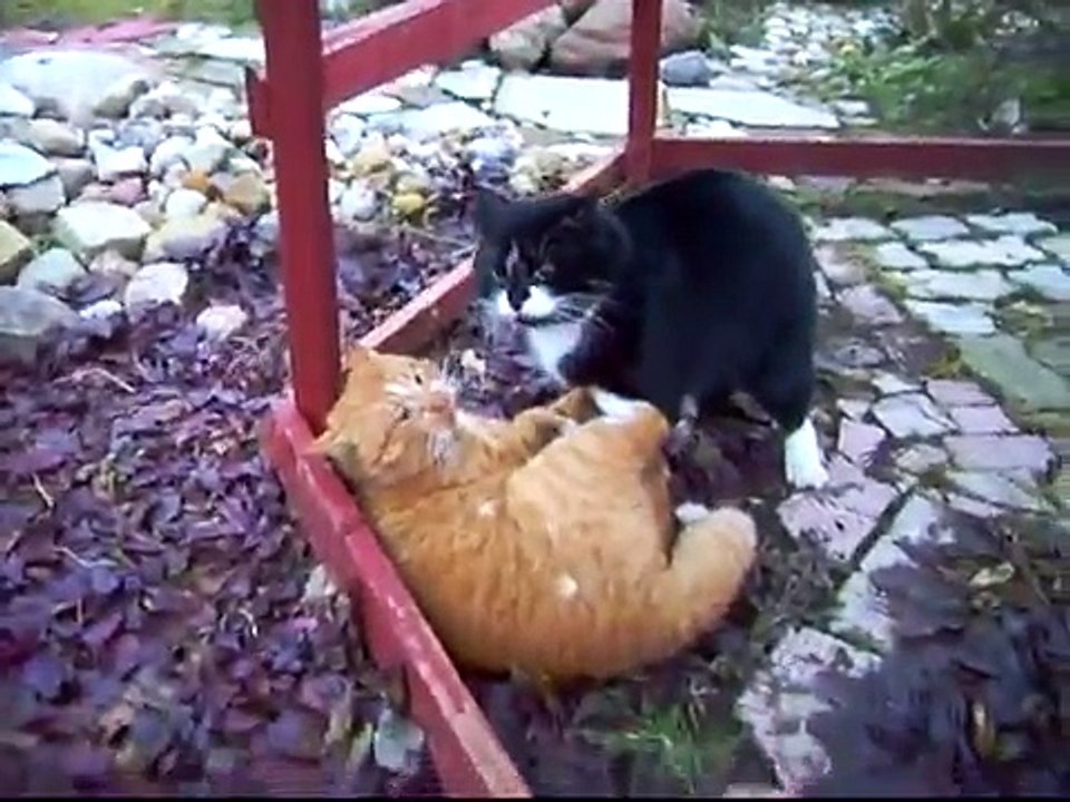 Gran Pelea De Gatos!!! - video Dailymotion