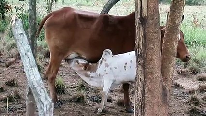 Biocheptels - Allaitement Agneau biologique