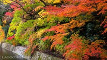 京都秋艶 autumn colors momiji leaves in Kyoto Japan  紅葉
