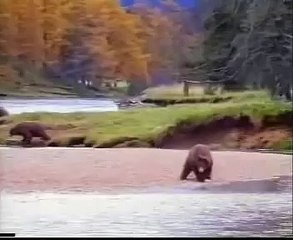 John West Salmon "Bear Fight" ad