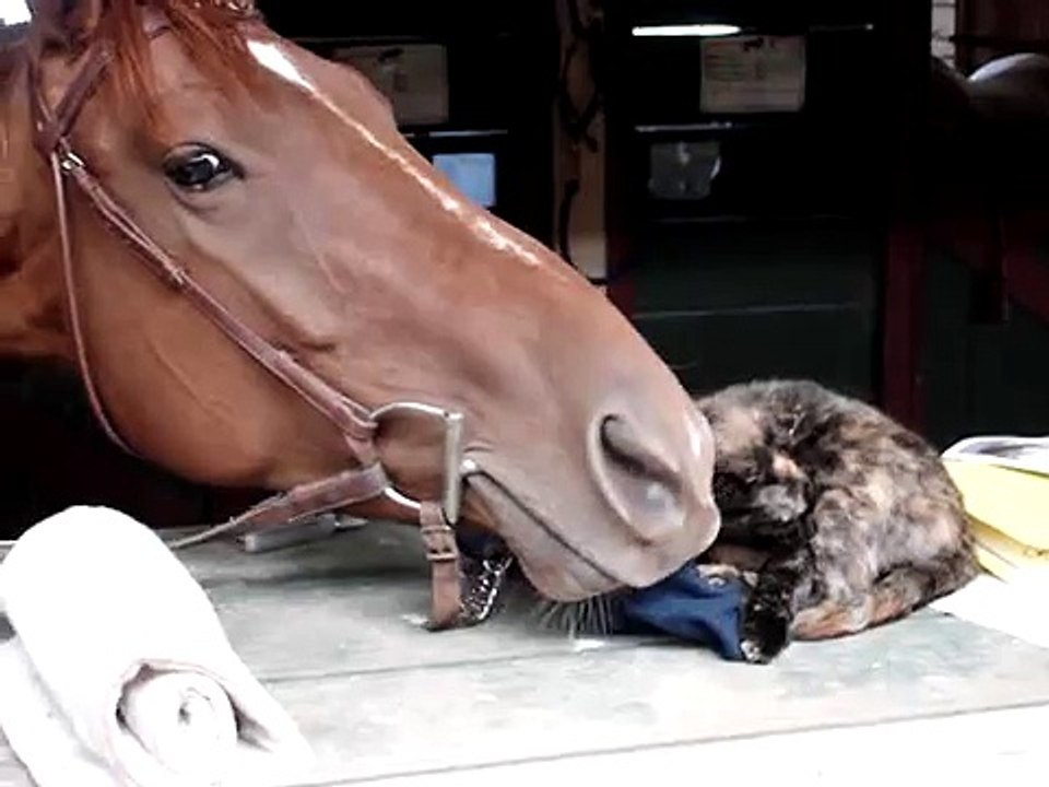 Horse eating Cat