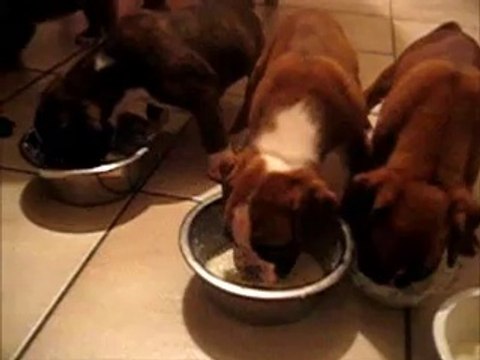 Chiots boxers d'Ulette de l'Ecluse de Penthièvre x Orkan de Sullieu