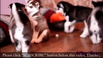 Husky Puppies Playing Sweet, Cute Things