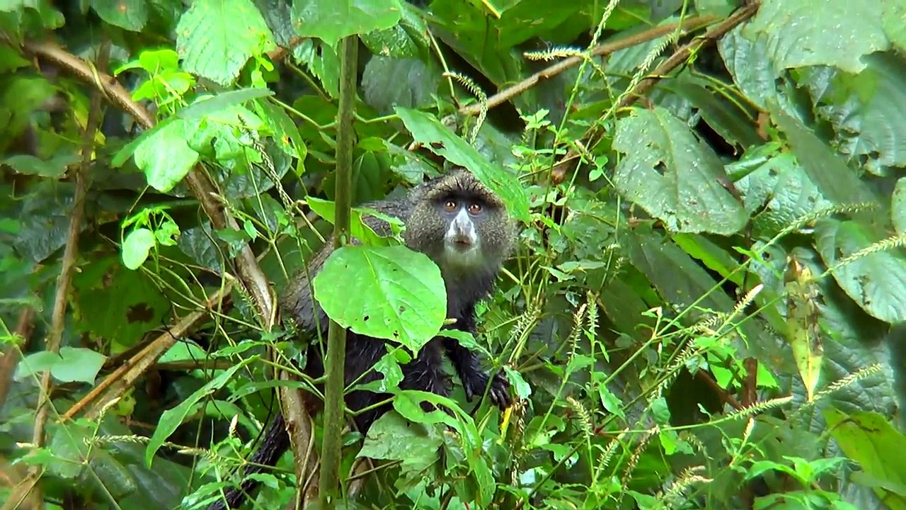 Tanzania - Wild Africa