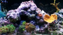 How to cycle saltwater tank/best way   Other rock that can be used in saltwater tanks
