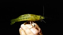 Camarones de Río - Freshwater Shrimp