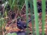 NZ Birds :: Fantail