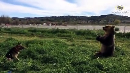 Ayıyla Köpeğin Su Savaşı