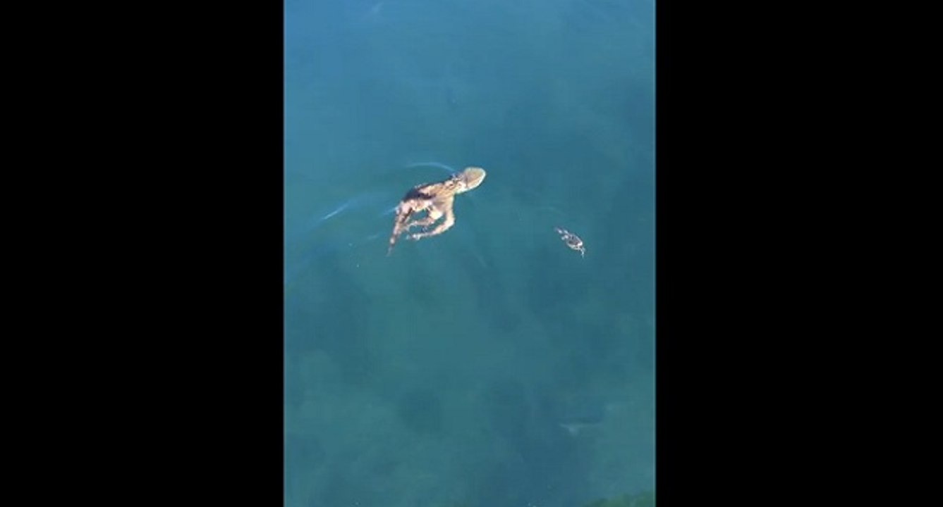 Un crabe tente d’échapper à l’attaque d’un poulpe