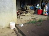 Phu Quoc Dogs - Chó Phú Quốc vện con thuần chủng