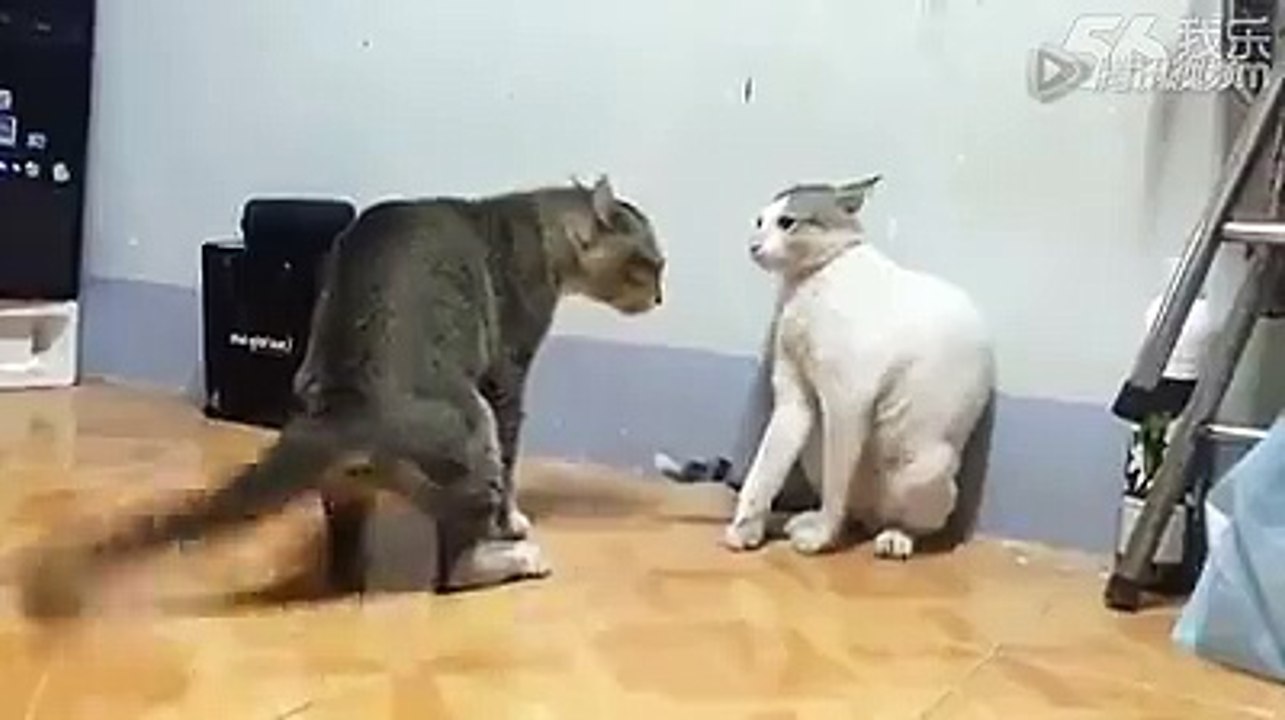 Cat Fight