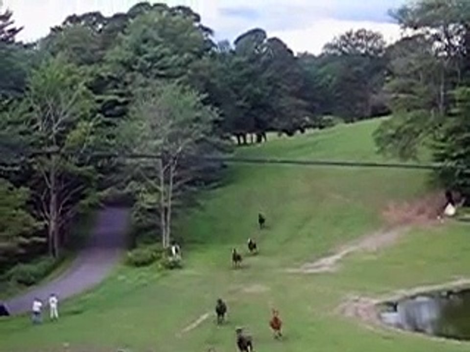 Horses Running