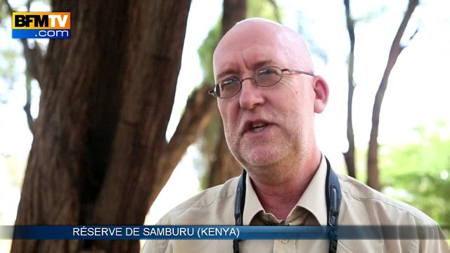 Les girafes en voie d’extinction au Kenya
