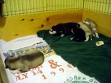 Siberian Husky Puppies Playing - 2 Weeks Old