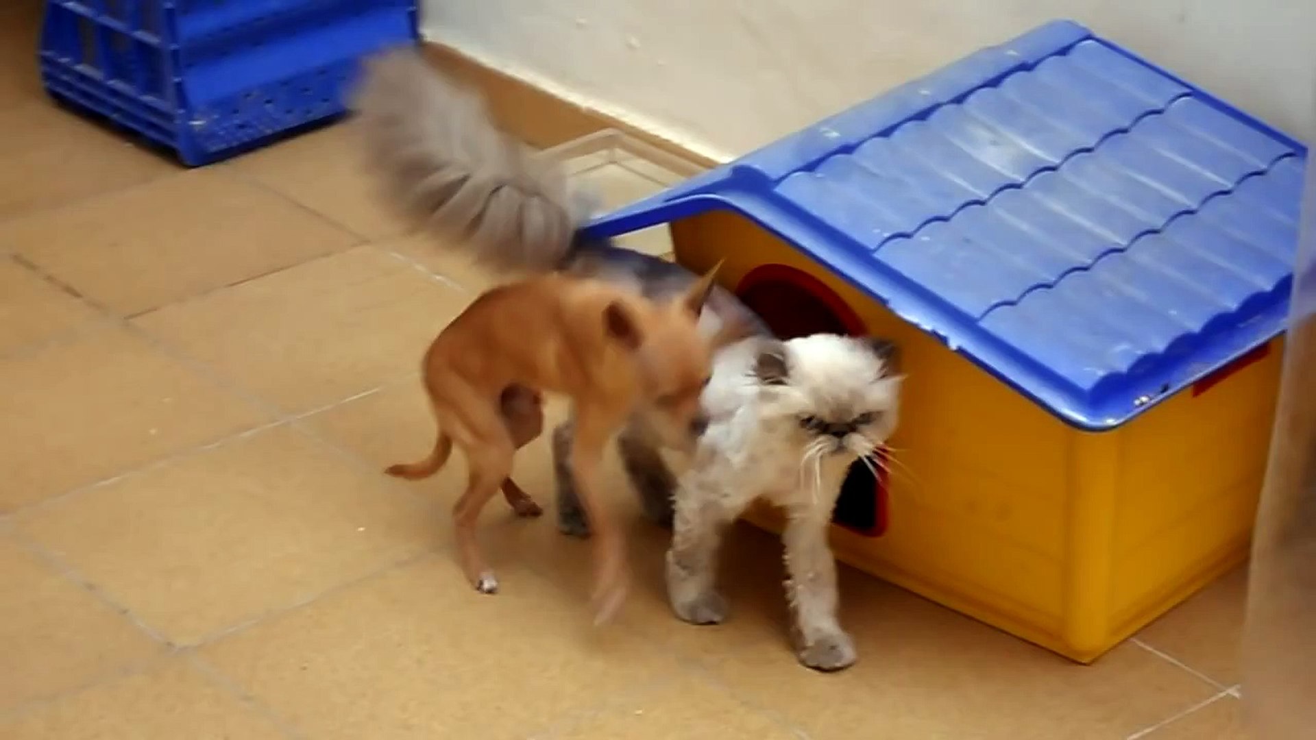 Perro chihuahua violando gata.MP4 - video Dailymotion