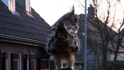 Meet The Dutch Owl Who Loves To Land On People’s Heads - Video Dailymotion[via torchbrowser.com]