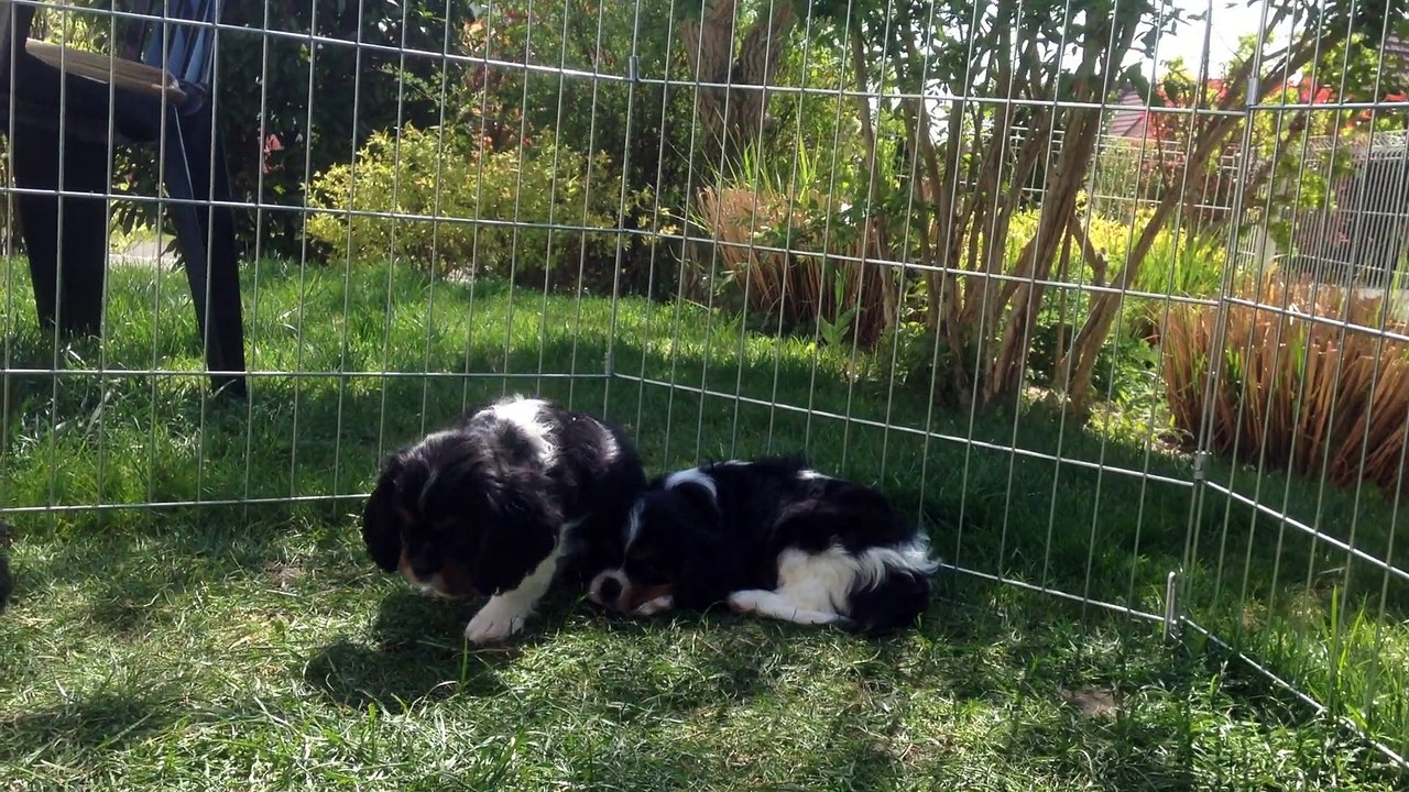 Chiots Cavaliers King Charles