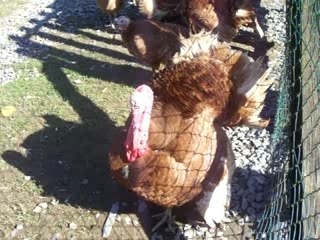 Faisons glousser le dindon