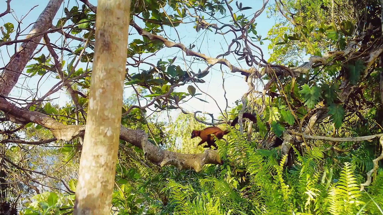 IMAX LA ISLA DE LEMURES  DE MADAGASCAR 2014  DOCUMENTAL