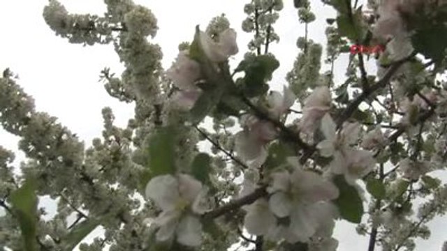 Konya Meyve Ağaçları Ateş Yakılarak Dondan Korunmaya Çalışıldı