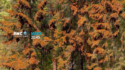 20H45 - Mardi 28 Avril - Vu du Ciel : la forêt