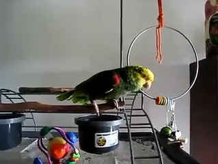 Baby parrots are crying lets have