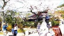 Cherry Blossom Philosophy Road Kyoto Japan 2014 Apr.01