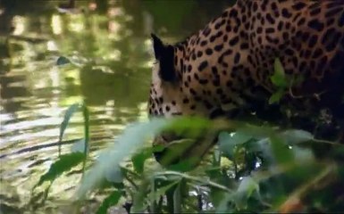 White Slave (1985) Schiave bianche violenza in Amazzonia Part 1/2